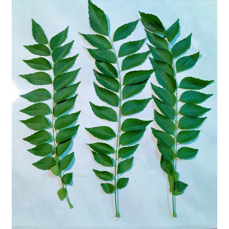 

Daun Kari Segar - Salam Koja - Temurui Per Pack
