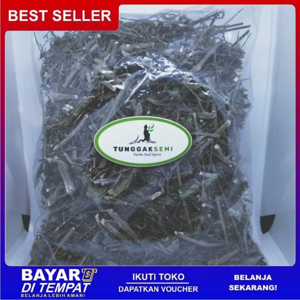 

Promo Murah Terlaris [ 250gr ] sambiloto kering premium