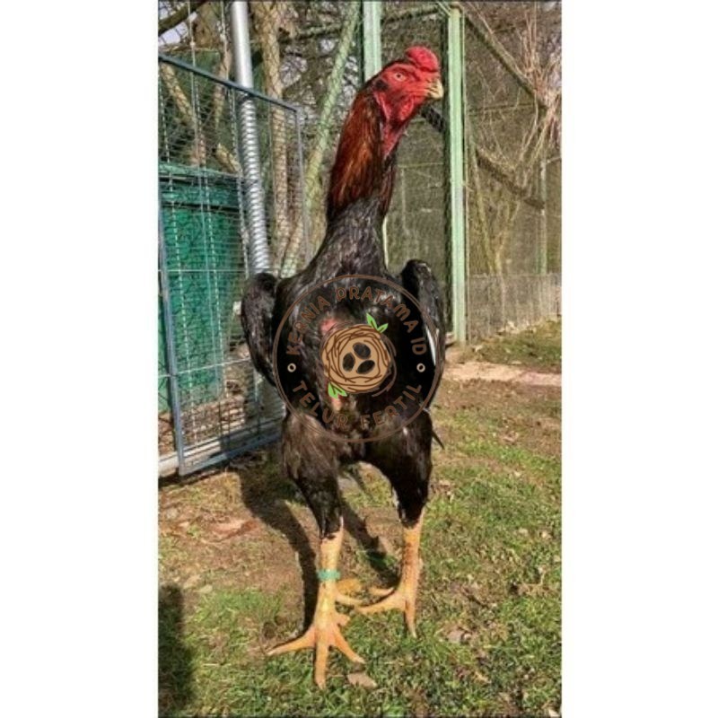 

TELUR AYAM RAINBOW UNTUK DI TETASKAN KURNIA PRATAMA ID