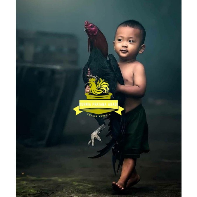 

5 BIJI TELUR RAJA SAIGON PROMOO KERAS.MURAHH KURNIA PRATAMA ABADI