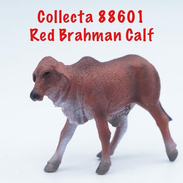 Collecta 88601 Red Brahman Calf Cow Anak Sapi  Brahman Merah  Bos Taurus Binatang Figure Pajangan Ma