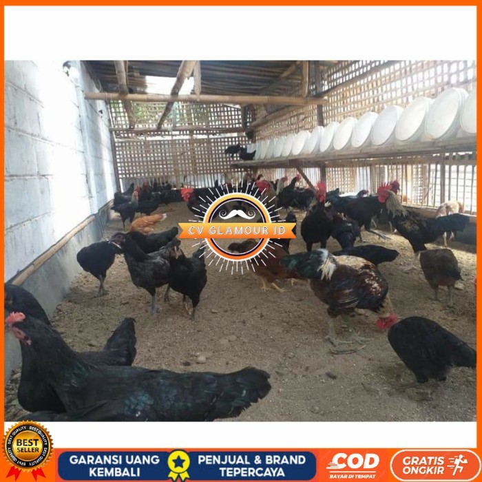 

Telur ayam KUB petelur handal fertil asli siap ditetaskan - telur ayam kub CV GLAMOUR ID