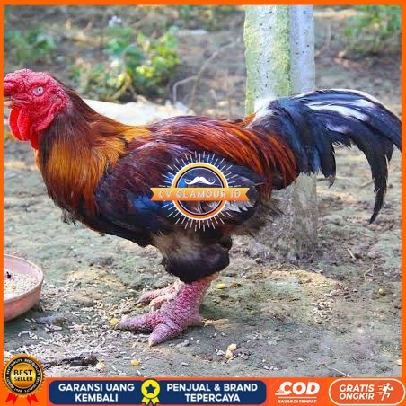 

Telur ayam dong tao / telur ayam hias / telur fertil siap cod CV GLAMOUR ID