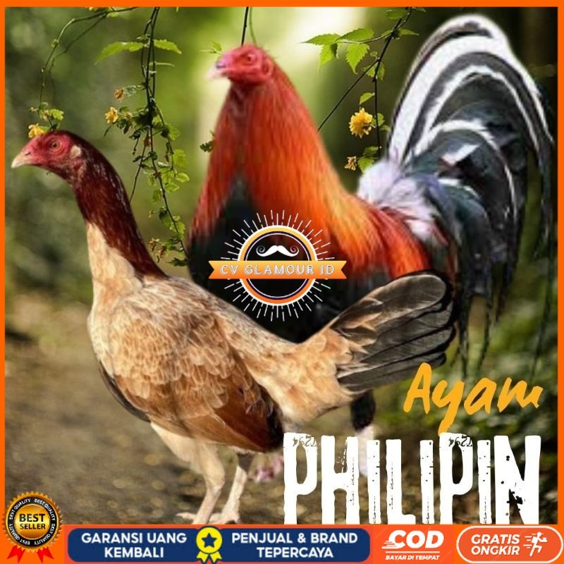 

telur tetas telur ayam philipin import AK47 bisa untuk di tetaskan CV GLAMOUR ID