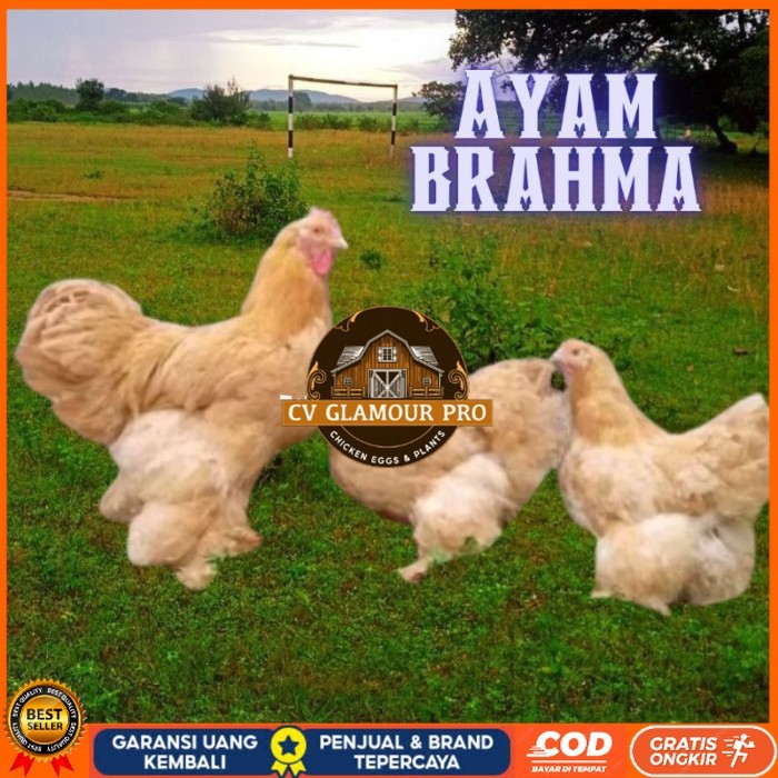 

telur ayam brahma asli bisa untuk di tetaskan original berkualitas CV GLAMOUR PRO