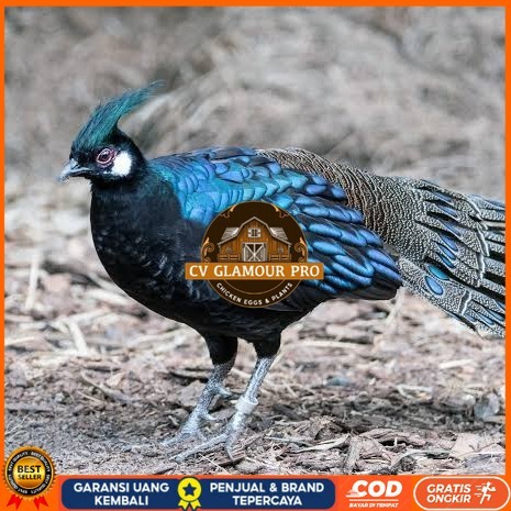 

Telur ayam hias ringneck palawan pheasant fertil untuk ditetaskan Langsung CV GLAMOUR PRO