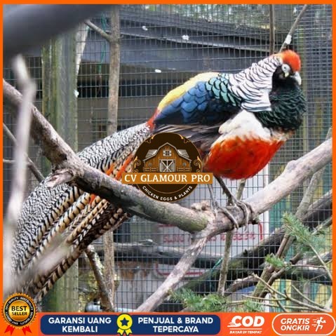 

Telur ayam hias ringneck lady red amherst pheasant fertil untuk tetas CV GLAMOUR PRO