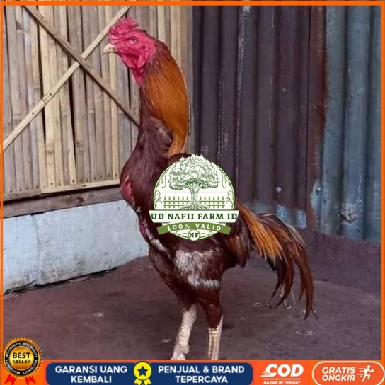 

Telur ayam bangkok shamo brazil / ayam petarung aduan untuk ditetaskan UD NAFII FARM ID