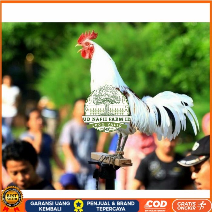 

Telur ayam ketawa dangdut slow gretek fertil asli siap ditetaskan UD NAFII FARM ID