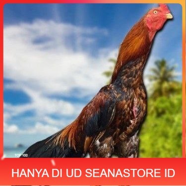 

TELUR BANGKOK RAJA FRESH FERTIL UD SEANASTORE ID