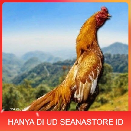 

telur ayam Shamo Eropa Ori telur fertil(TERLARIS) UD SEANASTORE ID
