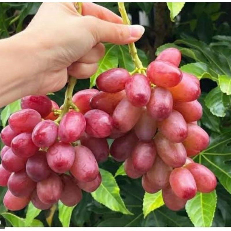 

[promo] bibit anggur import grafting varian red ShinMuscat berkualitas ukuran 30-80cm terlaris terlaris