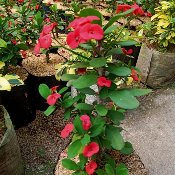 tanaman euphorbia bunga merah kecil