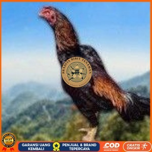 

telur ayam shamo original pilihan berkualitas PRADITA BIBIT TANAMAN