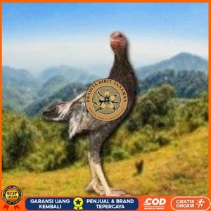 

Shamo Eropa Kelabu .Terlaris (telur fertil) PRADITA BIBIT TANAMAN