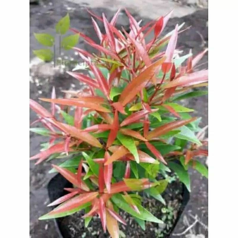 (BISA COD) BIBIT TANAMAN HIAS POHON PUCUK MERAH - POHON PUCUK MERAH - PUCUK MERAH