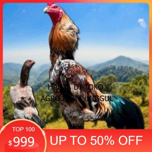 

telur tetas ayam shamo aduan agro.bibit.unggul