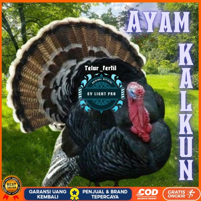 

telur ayam kalkun untuk ditetaskan original berkualitas CV LIGHT PRO