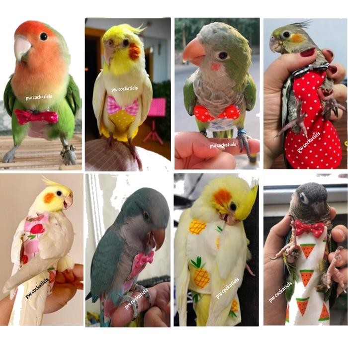 Baju Pempers Popok Burung Lovebird Parkit Falk Monk SC Small Parrot - Bunga Grey, S