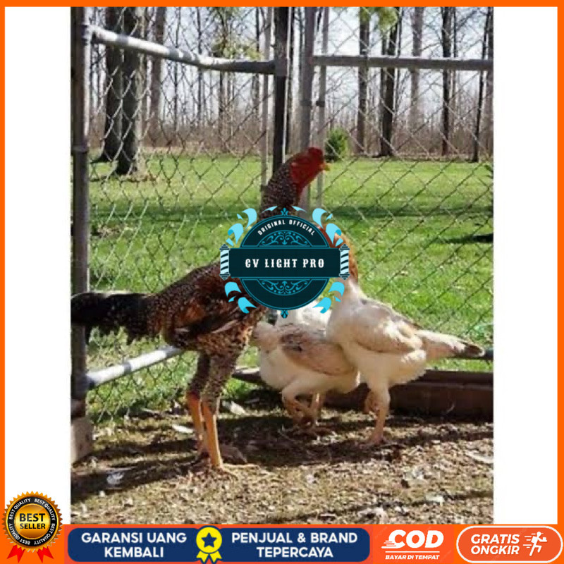 

TELUR FERTIL AYAM KINGGOR UNTUK DI TETASKAN CV LIGHT PRO