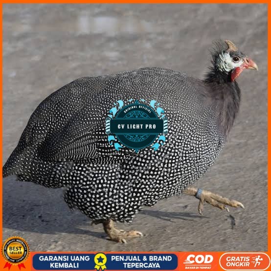 

Telur ayam mutiara / telur ayam hias / telur fertil siap tetas CV LIGHT PRO