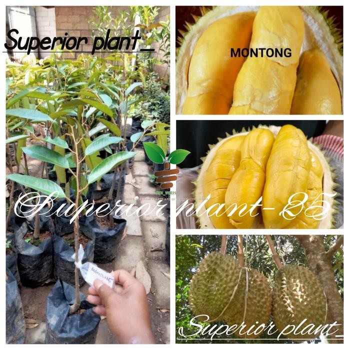 BIBIT DURIAN MONTONG OKULASI