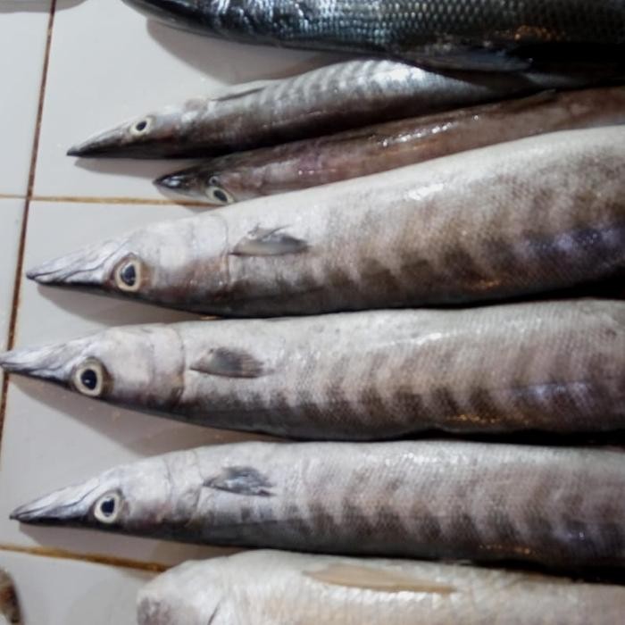 

Ikan Alu-Alu 1 kg