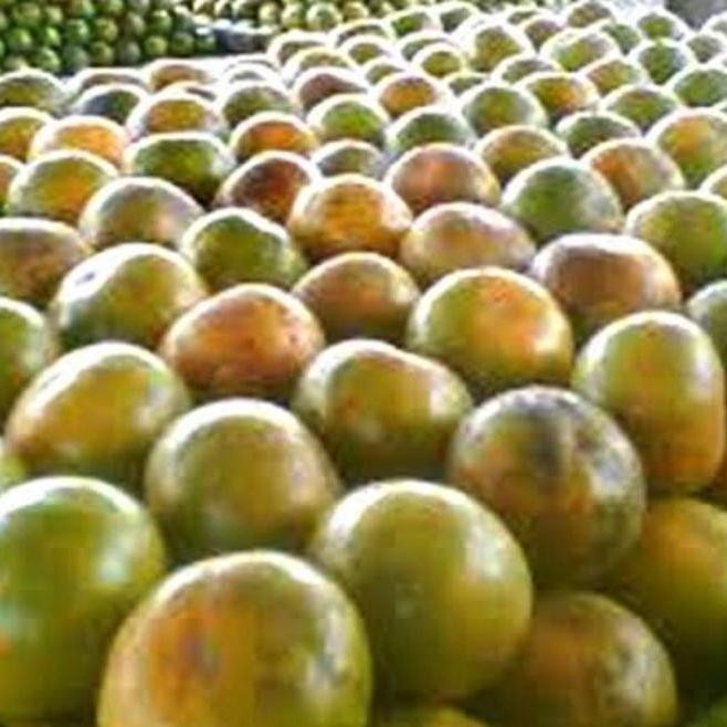 

Jeruk Pontianak 500gr