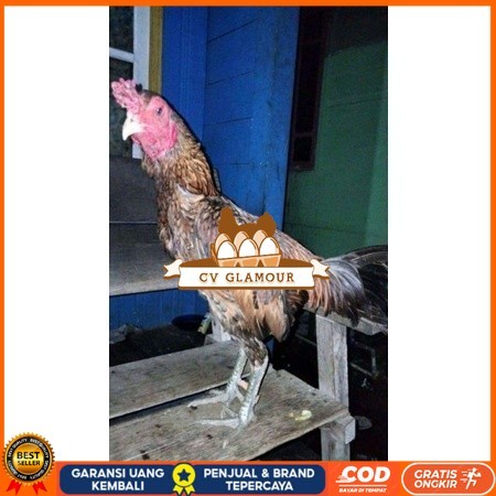 

ayam bulbi tampar tampar telur fertill terbaru CV GLAMOUR