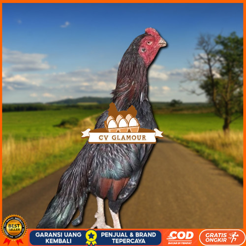 

telur ayam assel Parrot ori bisa untuk di tetaskan CV GLAMOUR