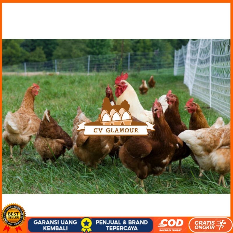 

TELUR AYAM RAS PETELUR TANGGUH UNTUK DI TETASKAN CV GLAMOUR
