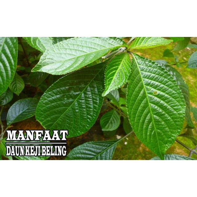 

Daun keji beling atau pecah beling 500gram siap petik non pestisida