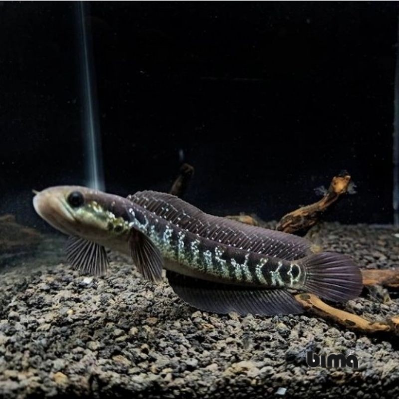 hiasan akuarium aquarium asiatica ws pure