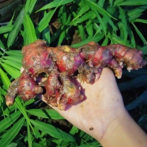 

Jahe Merah SUPER 1kg Segar Tua [COD]