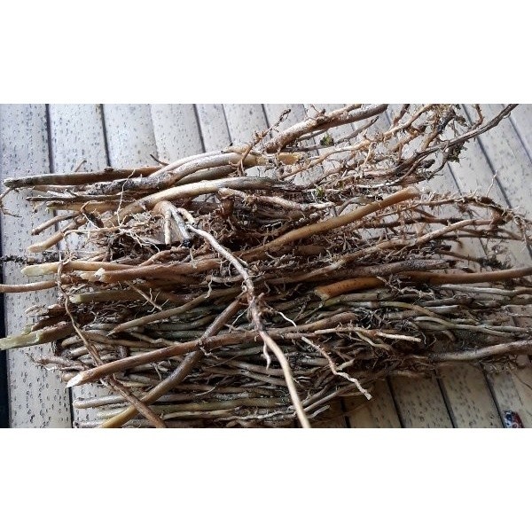 

Korehcok Promo Akar Bambu Kuning Segar 500 gram - GRATIS Akar aren