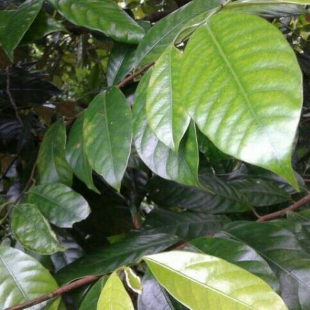 

Korehcok 100grm Daun pala segar