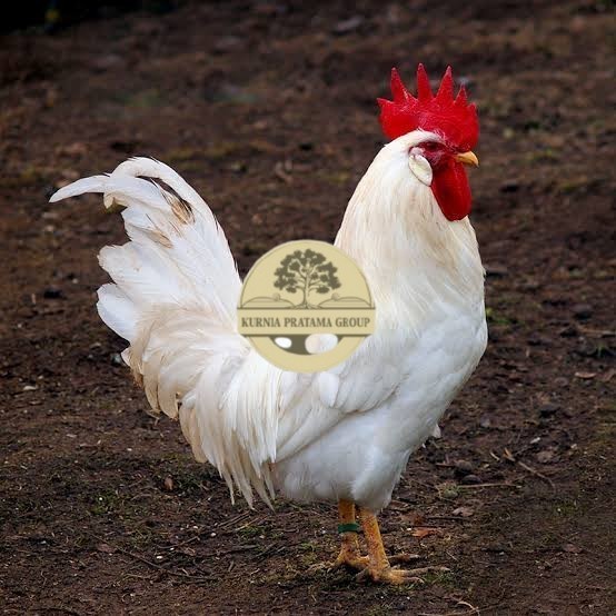 

Telur ayam leghorn white / telur ayam hias / telur fertil siap tetas KURNIA PRATAMA GROUP