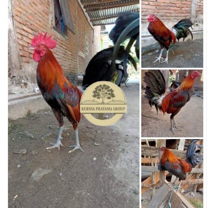 

Telur Ayam Fhilipin Hanya Untuk Ditetaskan KURNIA PRATAMA GROUP