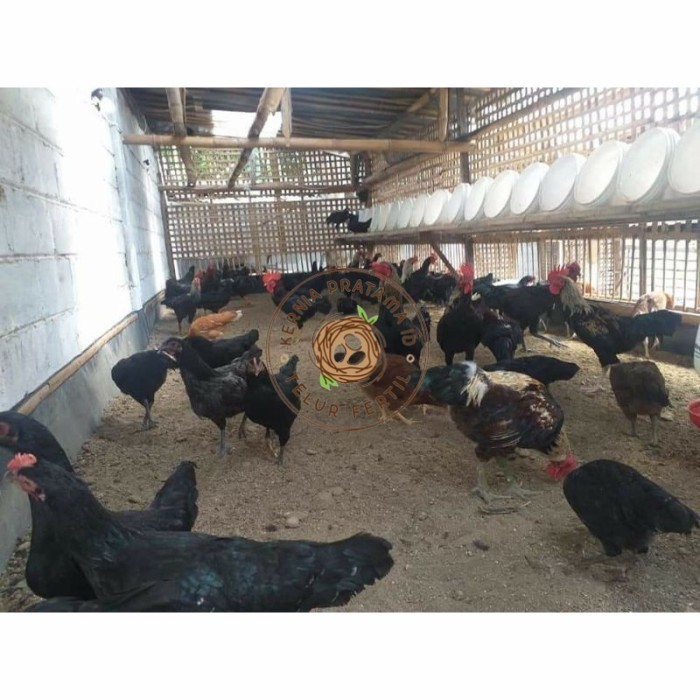 

Telur ayam KUB petelur handal fertil asli siap ditetaskan - telur ayam kub KURNIA PRATAMA ID