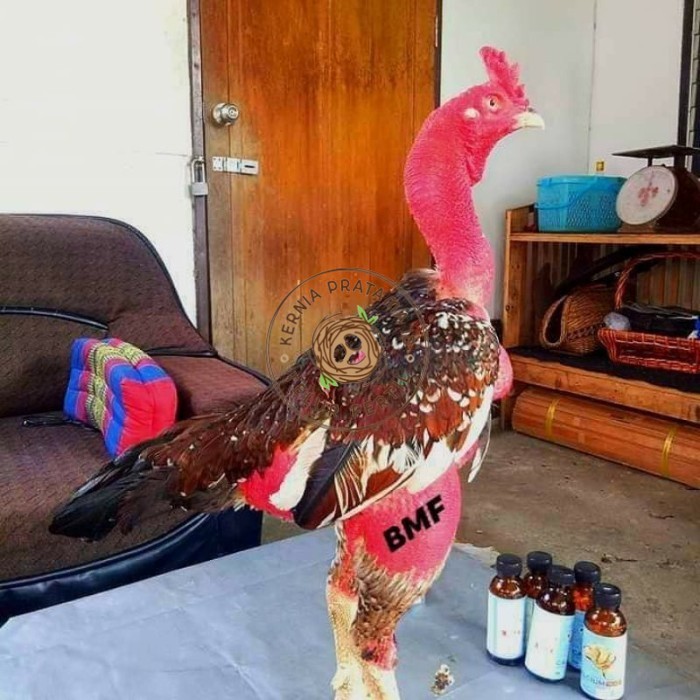 

telur ayam petarung saigon fertil siap ditetaskan - ayam saigon KURNIA PRATAMA ID