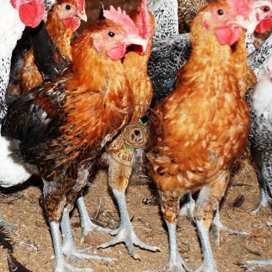 

Telur ayam elba petelur handal fertil asli siap ditetaskan - telur-ayam-elba KURNIA PRATAMA ID