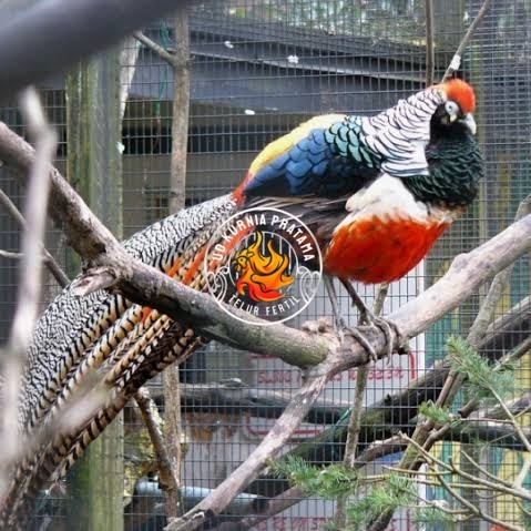 

Telur ayam hias ringneck lady red amherst pheasant fertil untuk tetas UD KURNIA PRATAMA