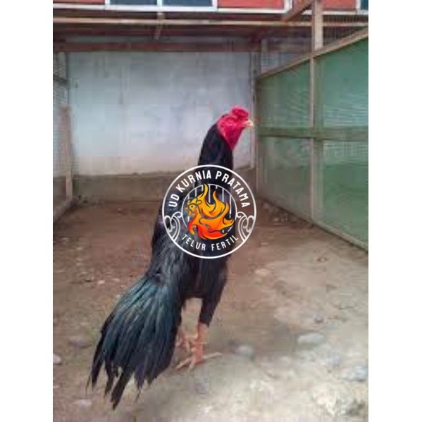 

TELUR TETAS AYAM PAKHOY TANGGUH UNTUK DI TETASKAN UD KURNIA PRATAMA