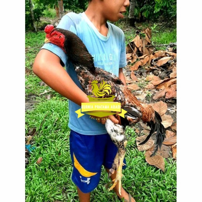 

Telur ayam bangkok shamo jepang / ayam petarung aduan bisa ditetaskan KURNIA PRATAMA ABADI