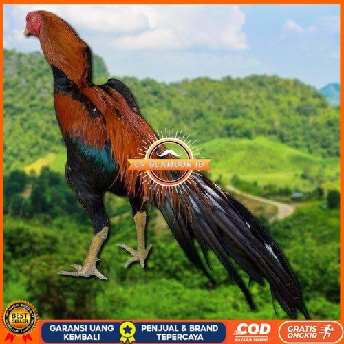 

telur ayam ekor lidi original bisa untuk di tetaskan ori CV GLAMOUR ID