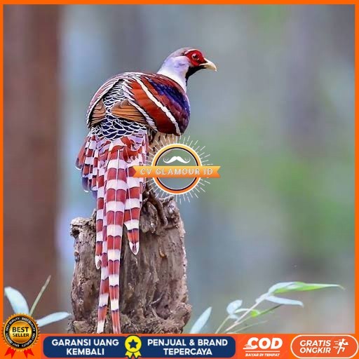 

Telur ayam hias ringneck hume's pheasant fertil untuk ditetaskan CV GLAMOUR ID