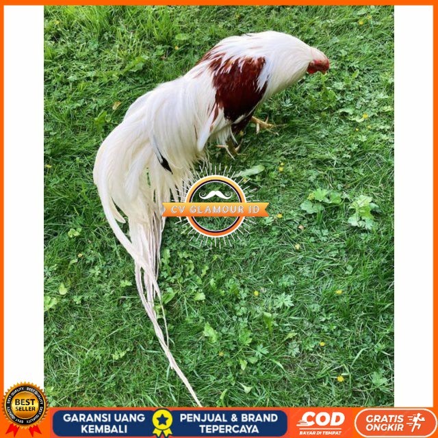 

Telur ayam hias yokohama fertil untuk ditetaskan Langsung CV GLAMOUR ID