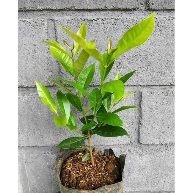 Termurah Bibit Daun Salam / Bibit Salam