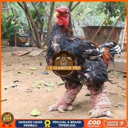 

Telur ayam dong tao / telur ayam hias / telur fertil siap kirim CV GLAMOUR PRO