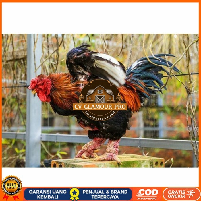 

Telur ayam hias dong tao fertil asli siap ditetaskan - ayam dong tao CV GLAMOUR PRO